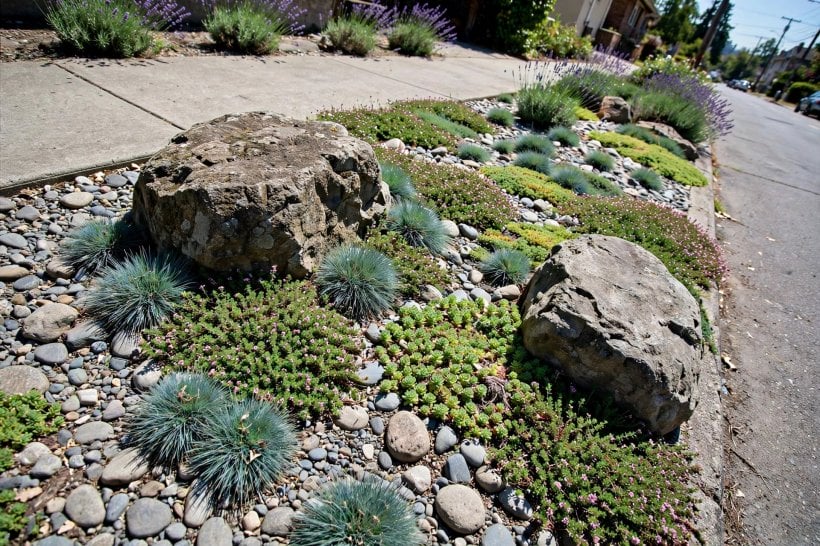 Front Yard Rock Landscaping: a gravel parkway strip with boulders, blue fescue and sedums