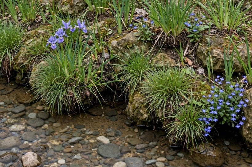 River Rock Dry Creek Bed: sedges, iris and lobelia planted in pockets along the channel edges