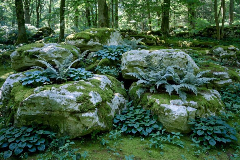 Rock Gardens for Shade: Best Plants and Design Ideas for Low-Light Areas Rock Gardens for Shade