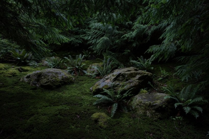Rock Gardens for Shade: a deep-shade corner under dense evergreens with mossy boulders and Christmas ferns