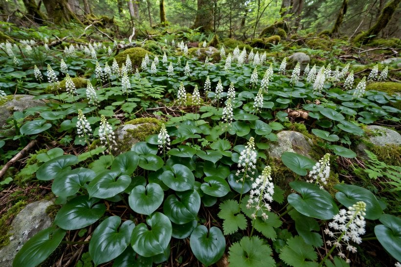 Rock Gardens for Shade: wild ginger and foamflower carpeting a shaded bed between mossy stones