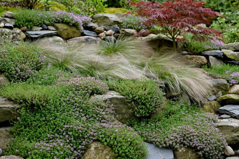 small backyard rockscaping: dense three-layer planting of thyme, grasses and one small tree among stone