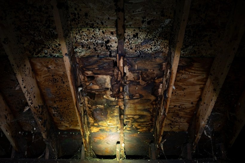 tiny house roof venting: mold growth and rot damage on the underside of an unvented roof deck