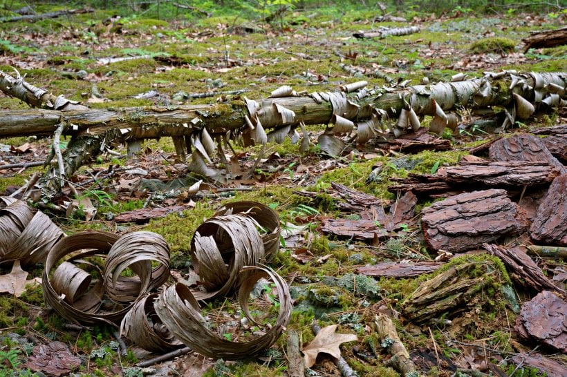 Tree Bark Crafts: fallen birch trunk and shed bark on the forest floor