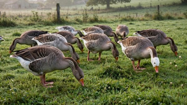 what do geese eat