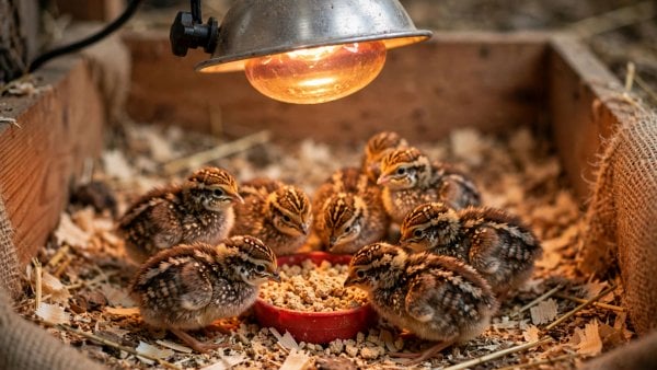what to feed baby quail